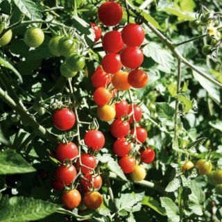 Jasper Organic Tomato Thumbnail